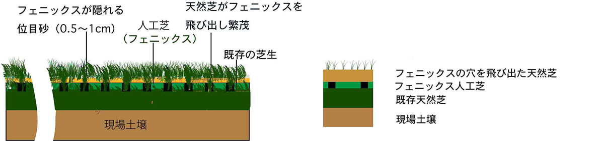 現地の既存芝仕様の説明図