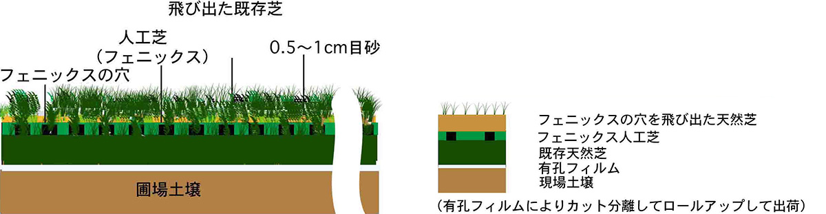 現圃場で養生生育の説明図